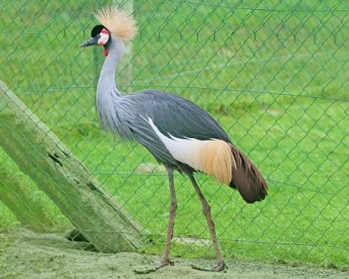 Rwanda : La population des grues couronnées grises a triplé en neuf ans