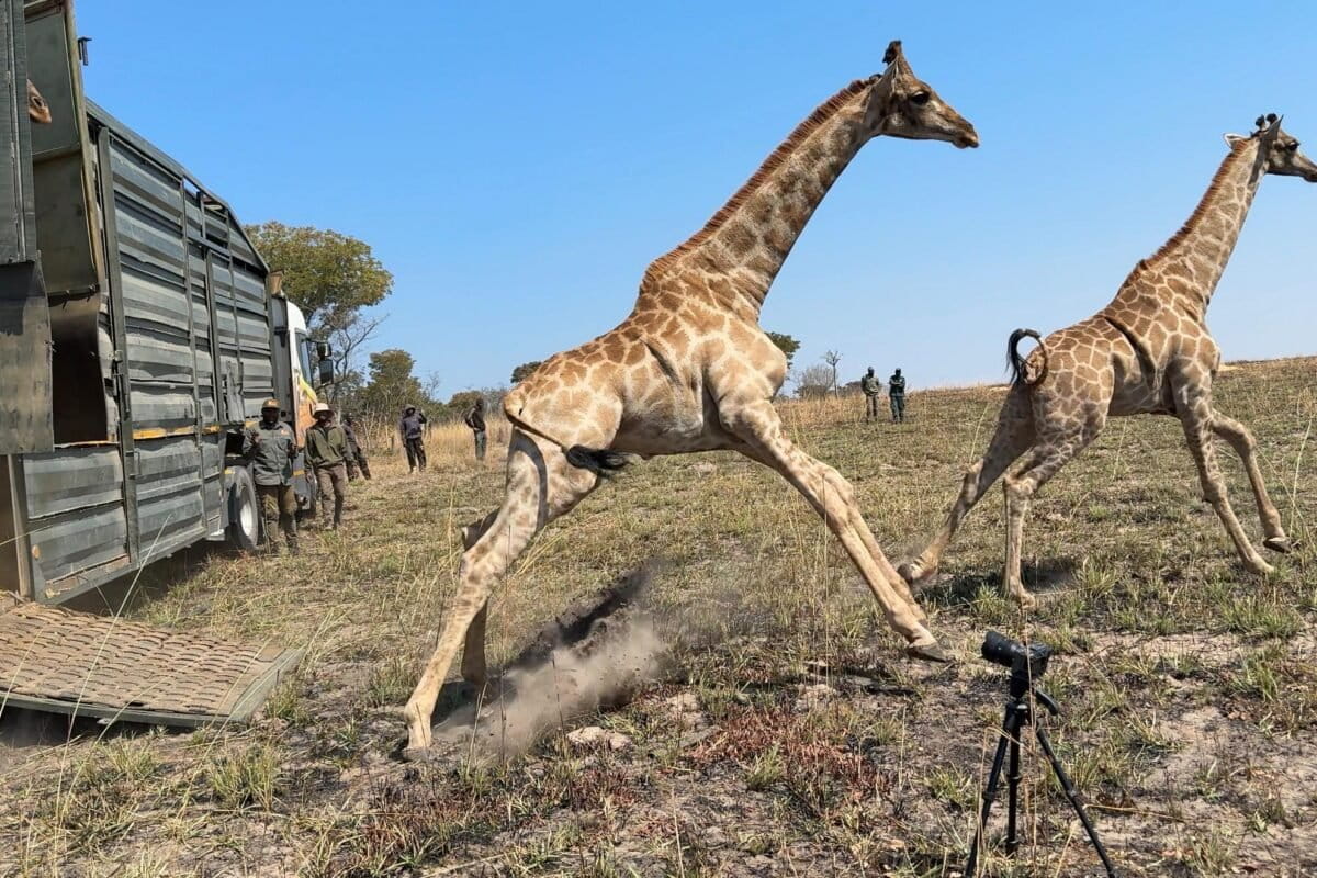 Angola : Douze girafes réintroduites dans le parc national de Bicuar